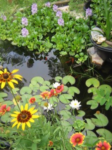 Pond with lots of blooming flowers