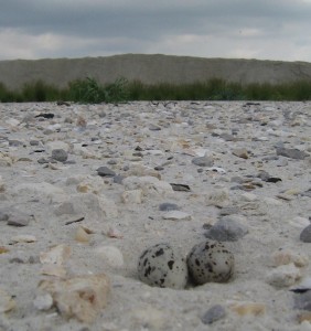 Bird eggs lie in wait of an uncertain future