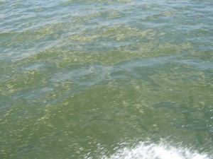 Surface oil in the Mississippi Sound north of Dauphin Island