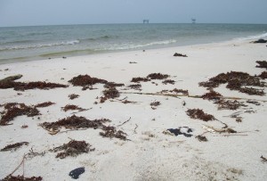 Lots of dead sargarsum and oil on the beach