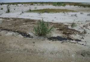 Oil in the Dauphin Island grassy areas