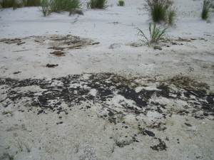 More oil on the grassy beaches