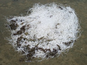 Plastic oil mop that found its way to a Dauphin Island tidal pool