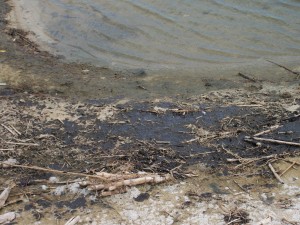 Oil polluting Dauphin Island tidal pool