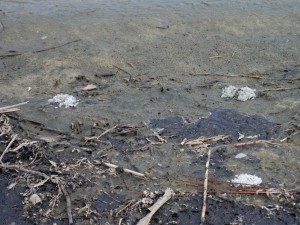 More oil in Dauphin Island tidal pool