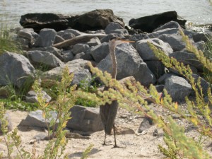 Great Blue Heron at Billy Goat Hole on Dauphin Island
