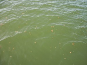 Surface oil in the Mississippi Sound north of the west end of Dauphin Island