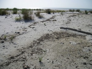 More oil not cleaned up for three weeks on Dauphin Island west of Katrina Cut