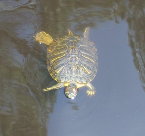 Turtle swimming in Gaillard Lake in the Dauphin Island Bird Sanctuary
