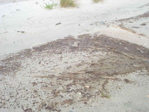 One of the heavier inland patches of oil on Dauphin Island