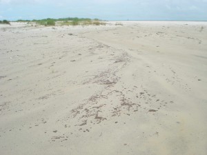 Oil across midsection of Dauphin Island west of Katrina Cut