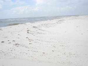 Beach showing oil pushed onto Dauphin Island by tidal effects from Hurricane Alex