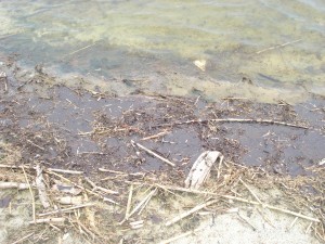 Oil soaking edge of tidal pool