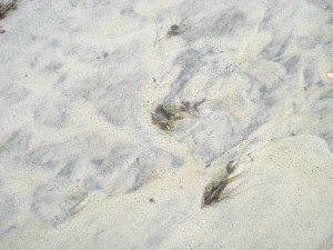 Oil-laden sea water rose on Dauphin Island in parts leaving oil clinging to plants