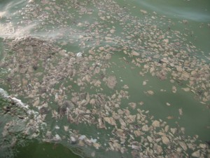 Surface oil in the Mississippi Sound, photographed August 4, 2010