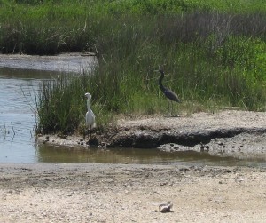 Herons making do during the spill