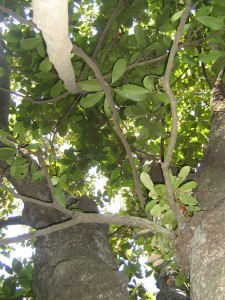 My very old friend the magnolia tree of the Audubon Bird Sanctuary