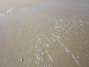 Hundreds of coquinas burrowing back under the sand on Okracoke Island