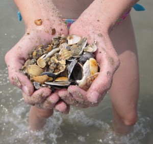 Innumerable shell help protect Okracoke Island from erosion