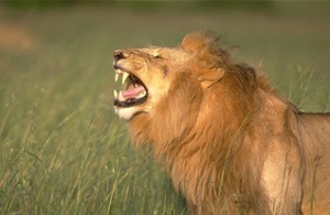 Roaring lion on the African Savannah