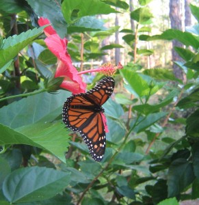 Monarch butterfly in backyard