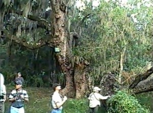 Birderwatchers at bee tree in the Indian Shell Mounds on Dauphin Island