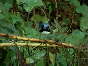 Black-throated blue warbler at Dauphin Island
